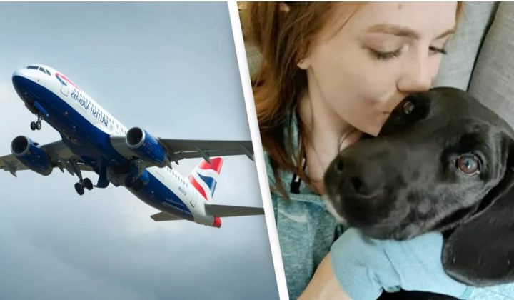 Fataler Fehler Fluggesellschaft schickt Hund versehentlich nach Saudi-Arabien anstatt in die USA