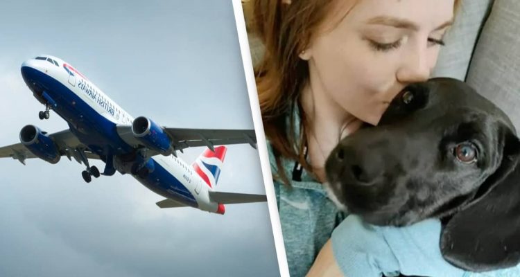 Fataler Fehler Fluggesellschaft schickt Hund versehentlich nach Saudi-Arabien anstatt in die USA