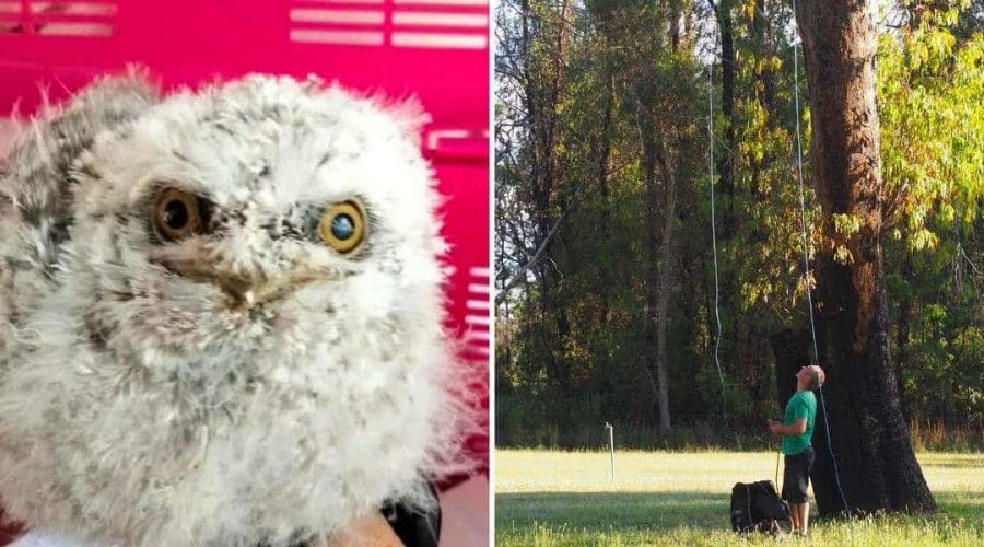 Fataler Nest-Absturz Mann trifft blitzschnelle Entscheidung und rettet Vogel-Baby damit das Leben