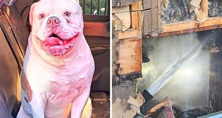 Feuer in der Nacht- Wie diese Bulldogge ihre Familie rettet, beeindruckt selbst die Feuerwehr