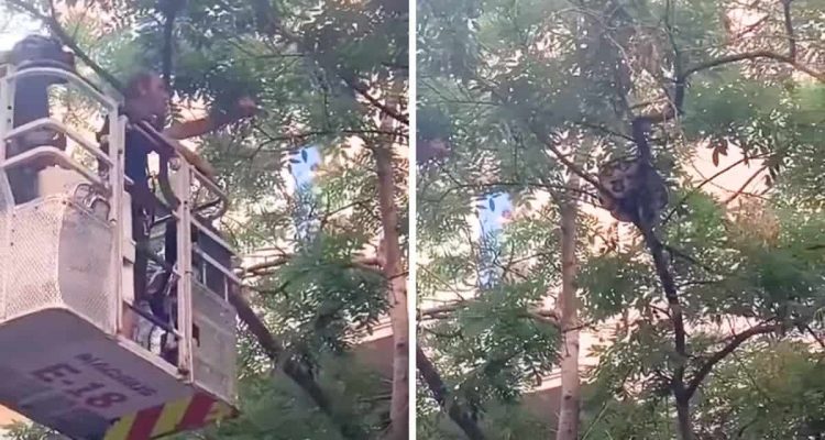 Feuerwehr in Barcelona soll Tier aus dem Baum holen- Um welches Tier es sich handelt, ist unfassbar