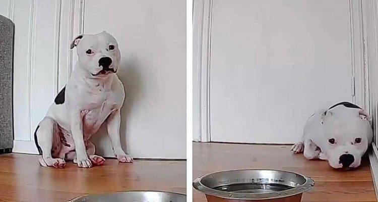 Filmreifes Schauspiel: Was dieser Hund tut, wenn er allein zu Hause ist, sorgt für Lachtränen