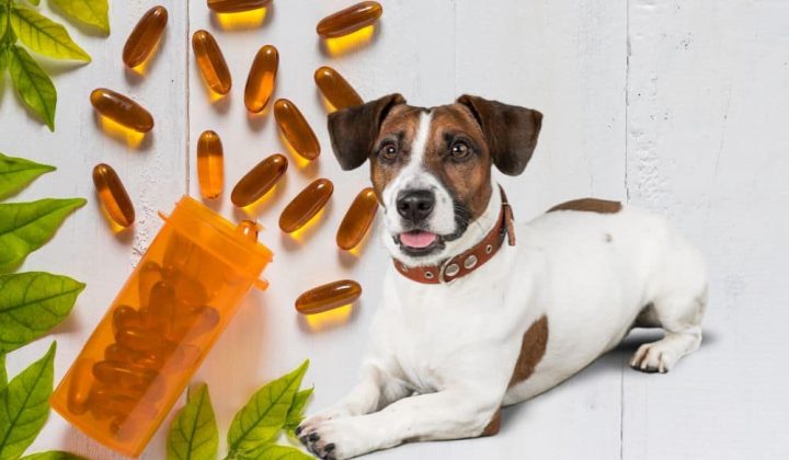 Fischöl für Hunde Wirkung, Dosierung & Anwendung (Ratgeber)