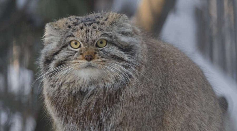 Forscher sind erstaunt über diesen Fund Seltene Katzenart auf dem höchsten Berg der Welt gefunden