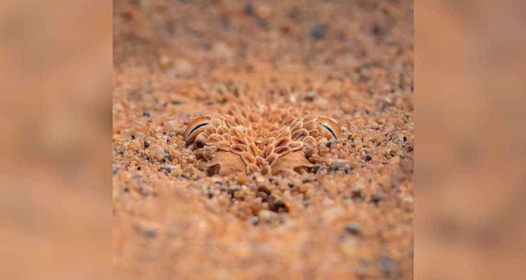Foto geht um die Welt Das ganze Internet rätselt, welches Tier sich hier im Sand versteckt