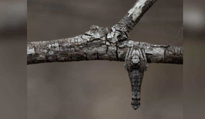 Fotograf macht unglaubliches Foto Dieses Tier sieht aus wie ein Zweig