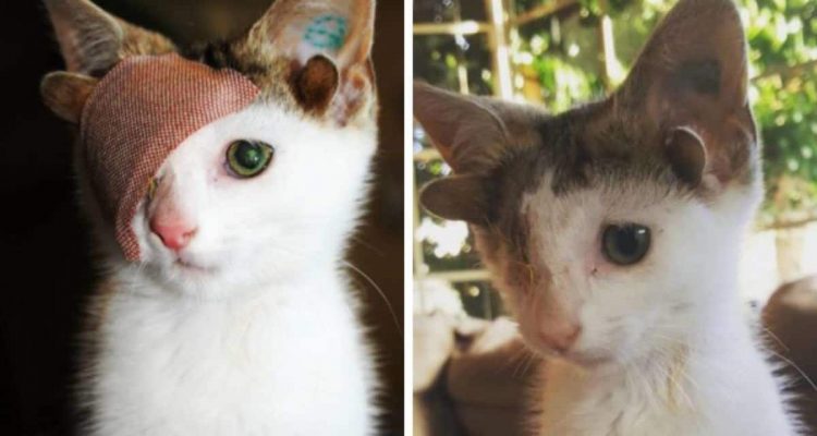 Frankie, die Frankensteinkatze - deformiertes Kitten beweist, dass wahre Schönheit von innen kommt