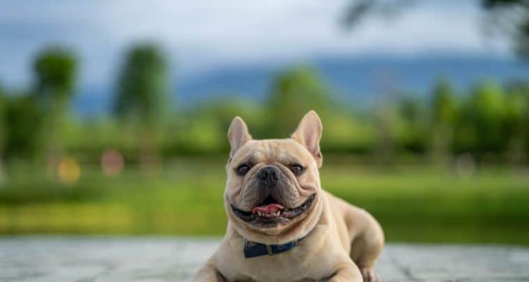 Französische Bulldogge “Kampfhund” und “Listenhund”