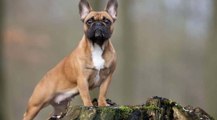 Französische Bulldogge im Porträt