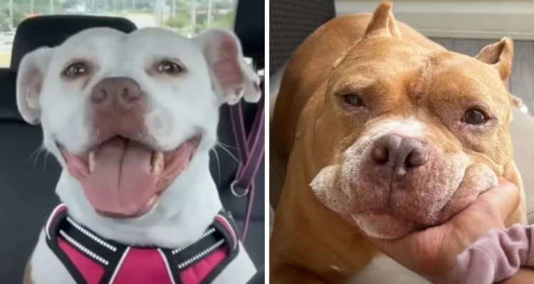 Frau adoptiert einen neuen Hund – wie sehr er ihrem verstorbenen Vierbeiner gleicht, ist verblüffend
