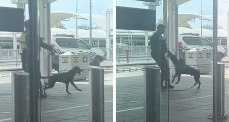 Frau beobachtet Polizist und Polizeihund beim Spielen am Flughafen - Video verzaubert das Internet