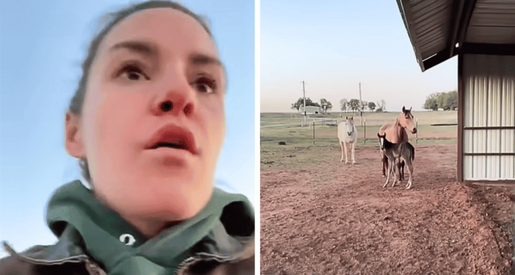 Frau besucht ihre Pferde auf der Koppel: Was sie dort findet, lässt ihr Herz höher schlagen