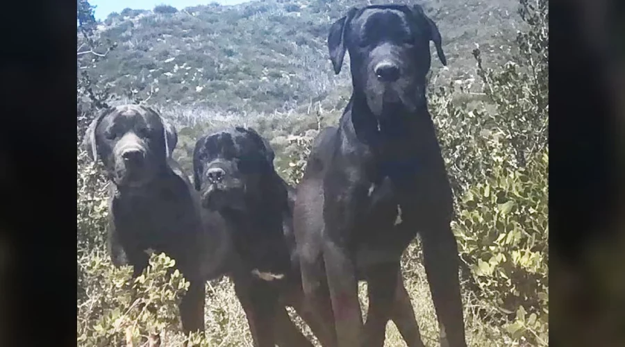 Frau entdeckt 3 riesige schwarze Hunde auf einem Berg - was sie dann tut, ist herzergreifend