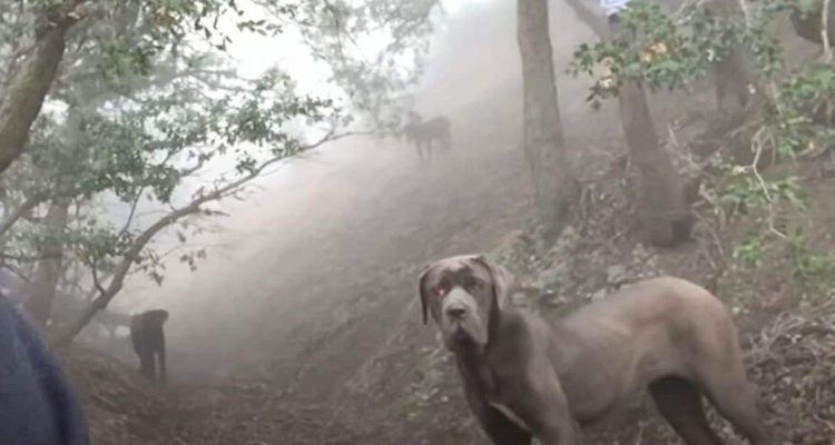 Frau entdeckt 3 verängstigte Hunde in den Bergen - was sie tut, um sie zu retten, ist herzergreifend