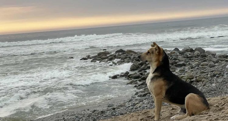 Frau entdeckt Hund am Strand, der stundenlang aufs Meer starrt - Der Grund dafür rührt zu Tränen