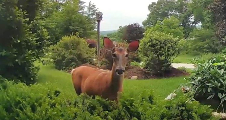 Frau entdeckt Reh in ihrem Garten - was dann passiert, verzaubert alle Tierfreunde