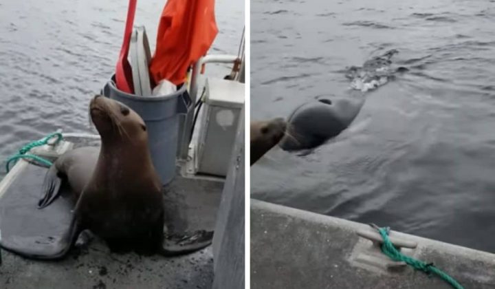 Frau entdeckt Seehund auf ihrem Boot - als sie dann ins Wasser sieht, stockt ihr der Atem