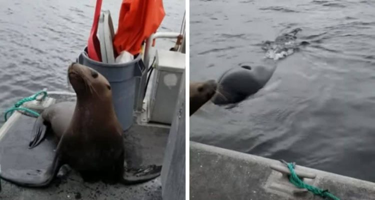 Frau entdeckt Seehund auf ihrem Boot - als sie dann ins Wasser sieht, stockt ihr der Atem