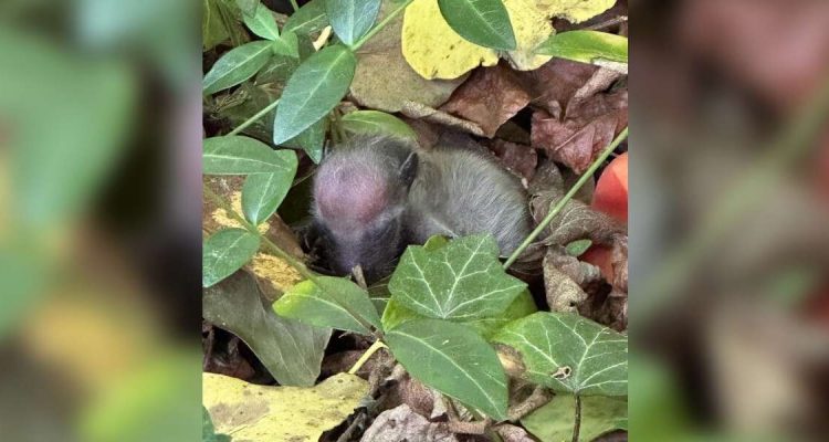 Frau entdeckt winziges, schlafendes Wesen im Wald - Die Rettungsaktion ist einfach herzerwärmend