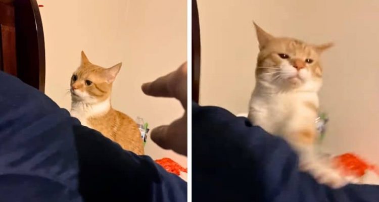 Frau ermahnt ihre Katze neben dem Bett - Wie sie dann reagiert, lässt alle Zuschauer auflachen
