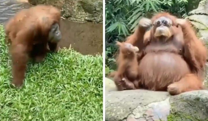Frau fällt Sonnenbrille ins Gehege - Unglaublich, was ein Orang-Utan dann tut