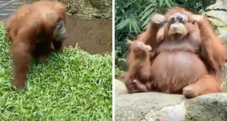 Frau fällt Sonnenbrille ins Gehege - Unglaublich, was ein Orang-Utan dann tut