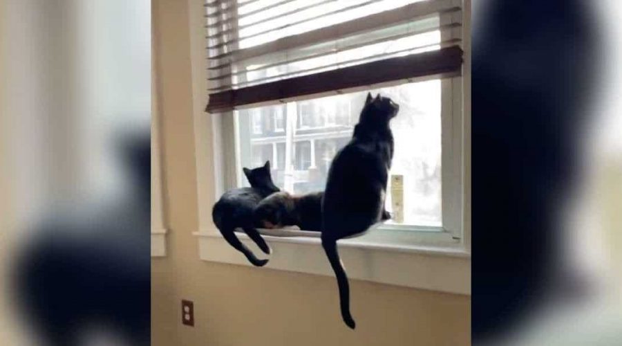 Frau filmt ihre 3 Katzen auf der Fensterbank – doch damit hätte sie niemals gerechnet…