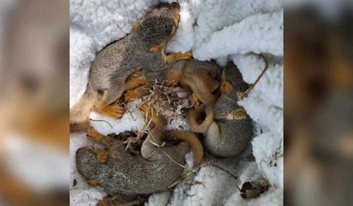 Frau findet 4 verlassene Eichhörnchen-Babys im Garten - mit dieser Reaktion rettet sie ihr Leben