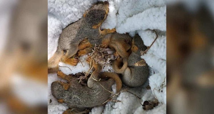 Frau findet 4 verlassene Eichhörnchen-Babys im Garten - mit dieser Reaktion rettet sie ihr Leben