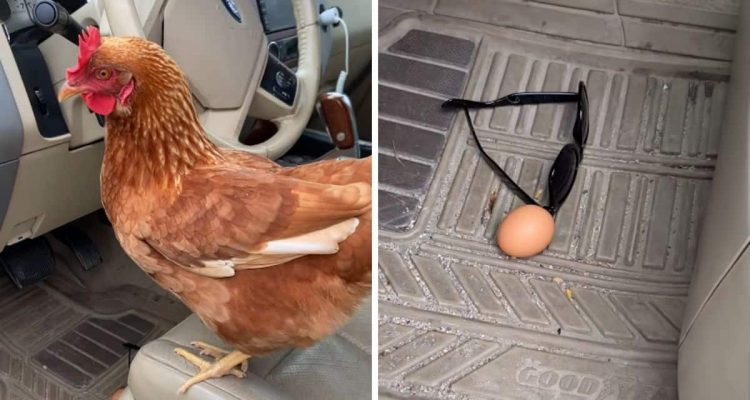 Frau findet Hühner-Ei im Auto – wie es dort hingekommen ist, sorgt für wilde Spekulationen
