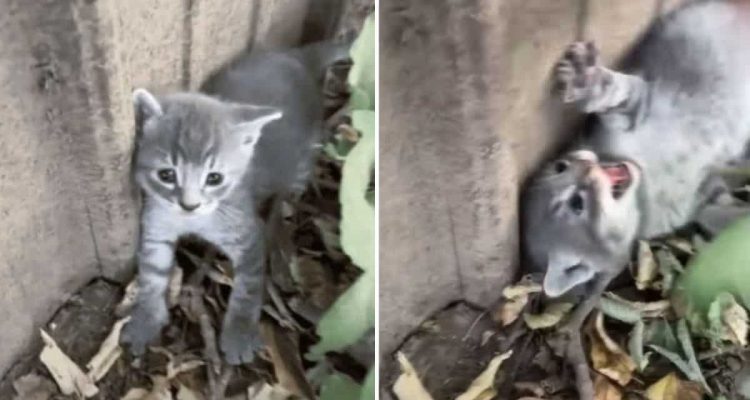 Frau findet Katzenbaby am Gartenzaun - wie es auf seine Rettung reagiert, hat sie nicht erwartet