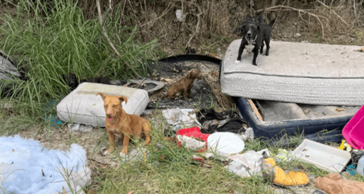 Frau findet durch Zufall zwei Hunde in Abfallhaufen, die sich hinterher als komplette Hundefamilie herausstellen, ausgesetzt im Müll!