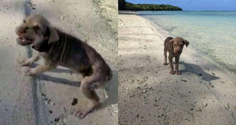 Frau findet völlig verwahrlosten Welpen am Strand – seine Verwandlung danach ist einfach unglaublich