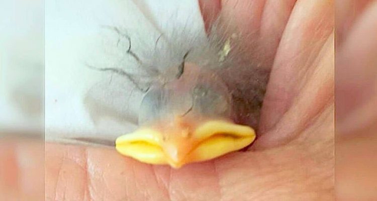 Frau findet winziges Vogelbaby in kaputter Eierschale - wie sie es rettet, bringt alle zum Staunen