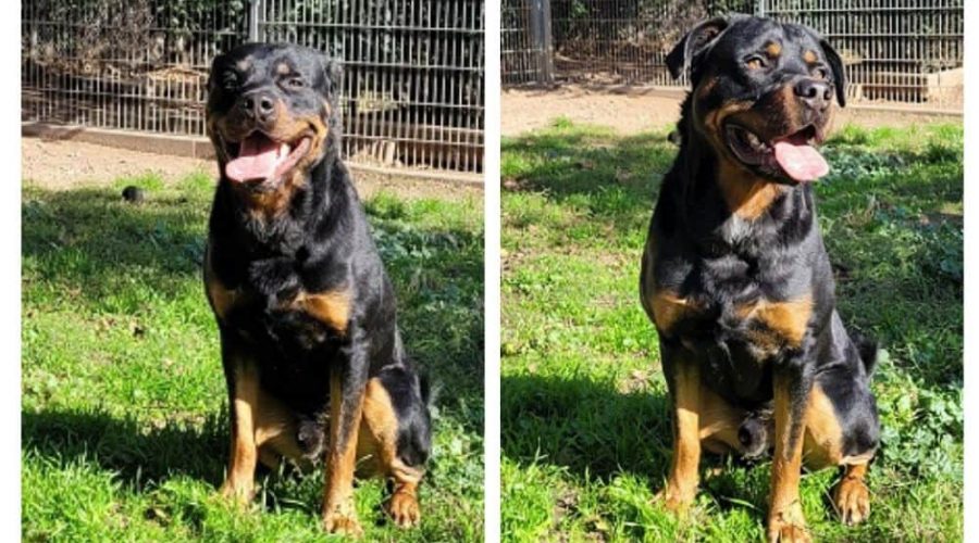 Frau gibt Hund im Tierheim ab, weil sie kein Geld mehr hat - Wer hilft dem bildhübschen Ares