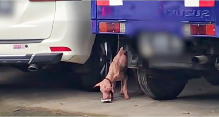 Frau gibt Straßenhund vergiftetes Futter - der Grund dafür ist herzzerreißend