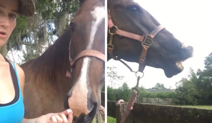 Frau gibt ihrem Pferd zum ersten Mal einen Zuckerwürfel Die Reaktion ist zuckersüß