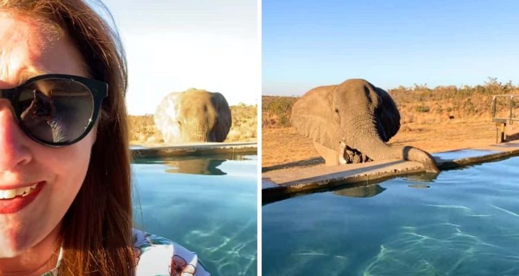 Frau in Südafrika steht am Pool - unglaublich, wer auf einen Drink vorbeikommt