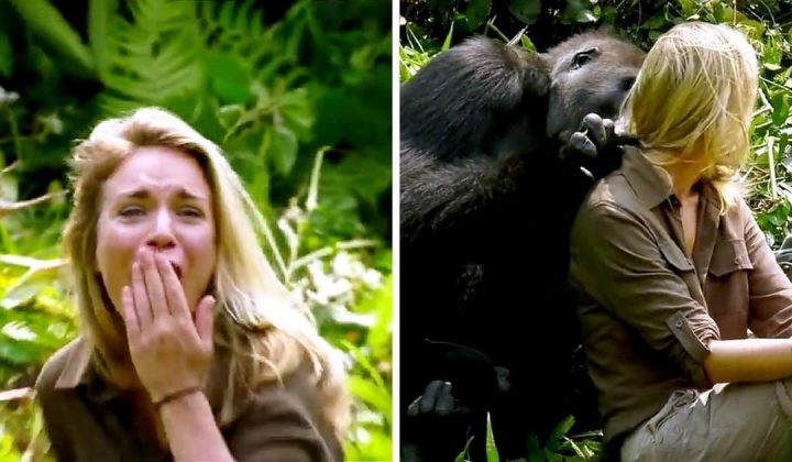 Frau kommt Gorilla trotz Warnung zu nah - Was dann passiert, schockiert alle