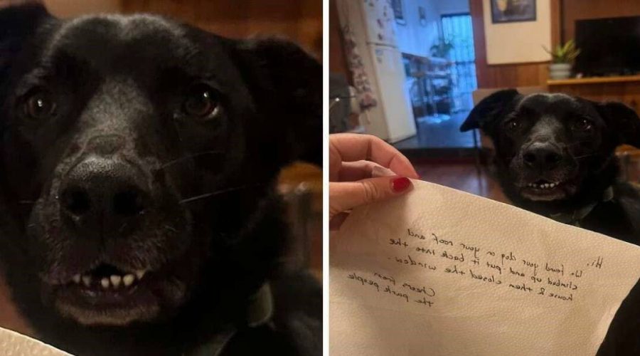 Frau lässt Hund allein Zuhause - als sie wiederkommt, findet sie eine schockierende Notiz an der Tür