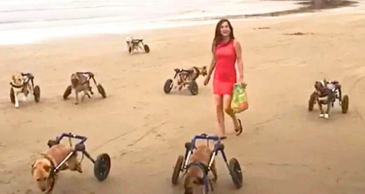 Frau nimmt 18 Hunde mit zum Strand