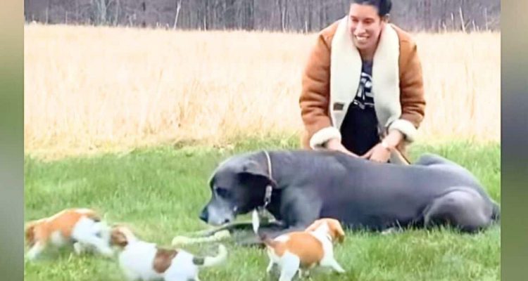 Frau nimmt 3 Welpen zur Pflege auf - doch mit der Reaktion ihrer Dogge hat sie nicht gerechnet