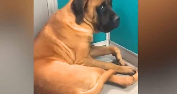 Frau nimmt verängstigten Hund auf: Wie diese Rettung ihre beiden Leben verändert, rührt zu Tränen