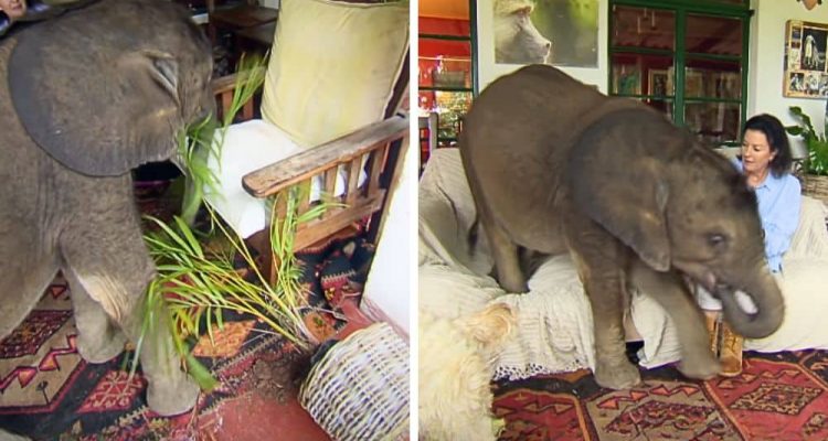Frau nimmt verwaisten Baby-Elefanten auf - Wie er in ihrem Haus für Chaos sorgt, ist zum Totlachen