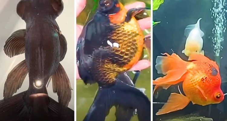 Frau rettet 10 Jahre alten Goldfisch: Seine unglaubliche Verwandlung zeigt er mit leuchtenden Farben