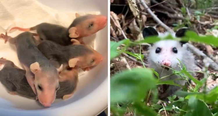 Frau rettet Baby-Opossums – Was sie später tut, sorgt für Streit unter den Zuschauern