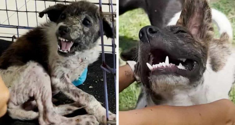 Frau rettet bissigen Hund und gibt ihn nicht auf - seine großartige Verwandlung rührt alle zu Tränen