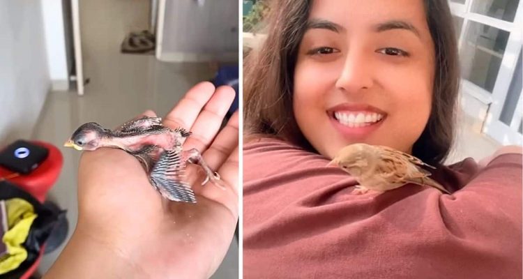 Frau rettet einsames Vogelbaby - wie es sich zum Familienmitglied verwandelt, berührt alle Herzen