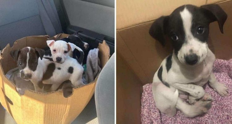 Frau rettet in Kiste ausgesetzten Hund -Was sie dann noch im Karton entdeckt, macht sie sprachlos