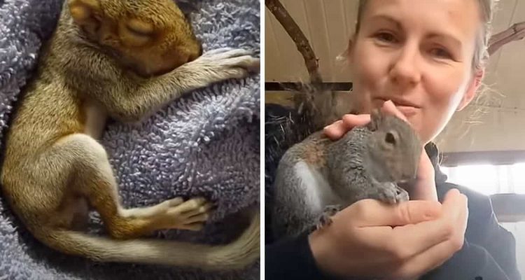 Frau rettet krankes Eichhörnchenababy - wie tief die Freundschaft der beiden wird, berührt die Seele